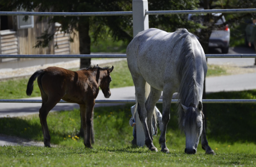 HORSES?